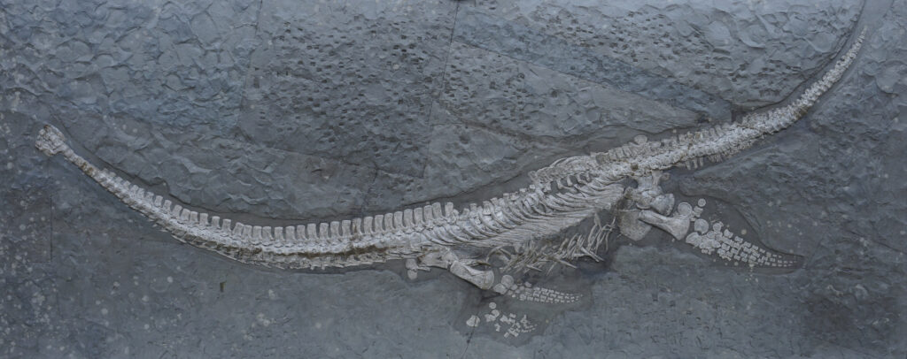 Plesionectes longicollum Holotypus im Staatlichen Museum für Naturkunde Stuttgart