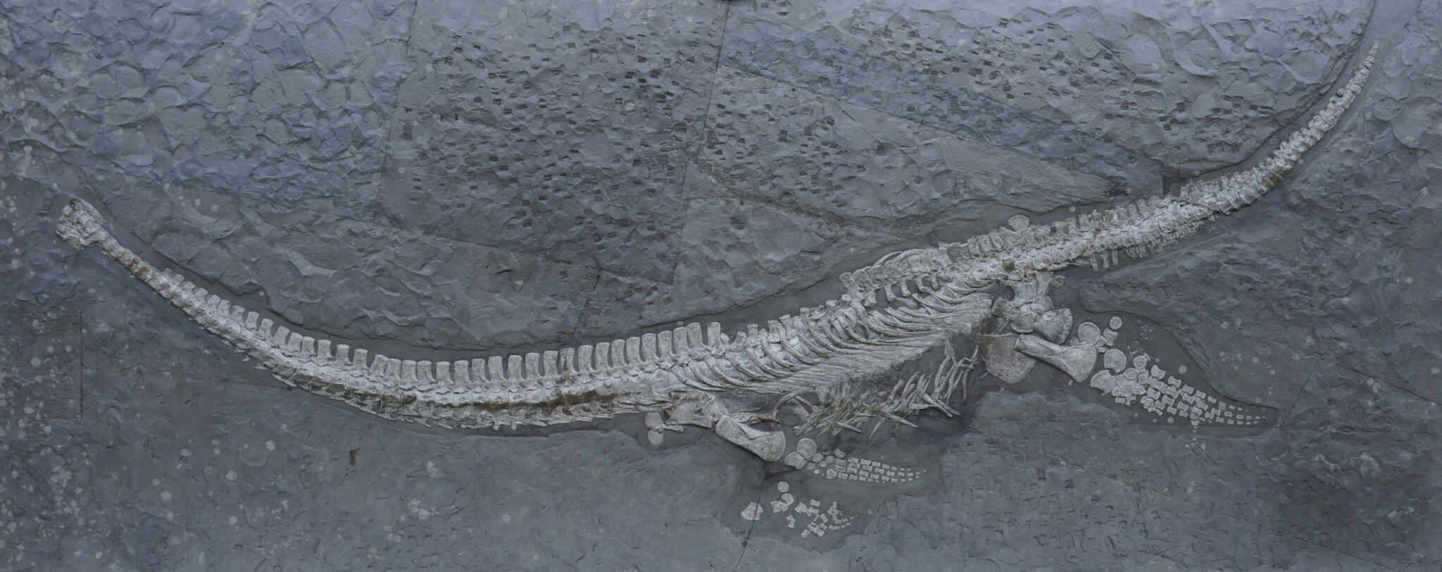 Plesionectes longicollum Holotypus im Staatlichen Museum für Naturkunde Stuttgart