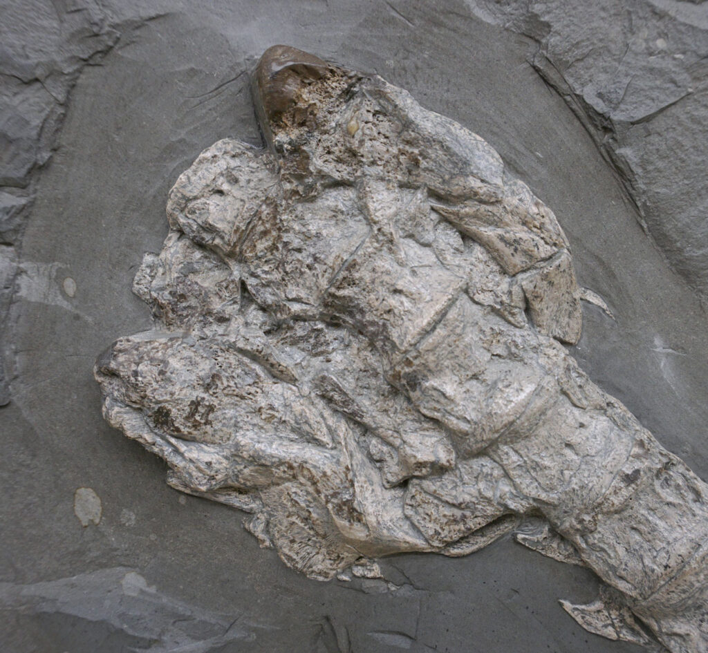 Plesionectes longicullum – a new Posidonia Shale plesiosaur 2 Skull of Plesionectes longicollum