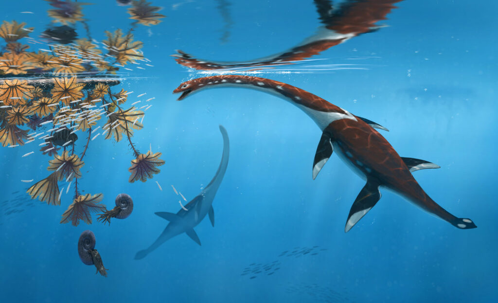 Plesionectes longicullum – a new Posidonia Shale plesiosaur 7 Life reconstruction of Plesionectes longicollum by Peter Nickolaus