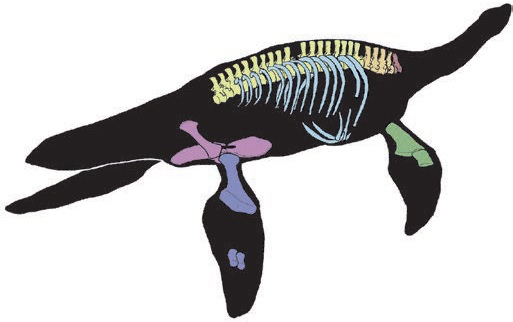Bones of the plesiosaur Plesiopharos moelensis from the Lower Jurassic period in Portugal, shown in a silhouette of the animal