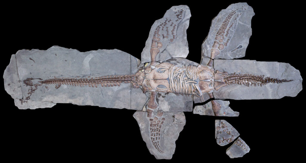 Plesionectes longicullum – a new Posidonia Shale plesiosaur 6 Referred specimen of Plesiopetrys wildi MH 7