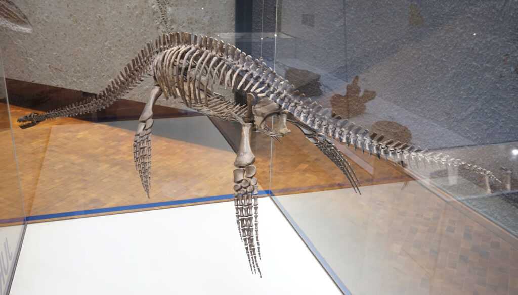 Skelett von Plesiopterys wildi im Staatlichen Museum für Naturkunde Stuttgart