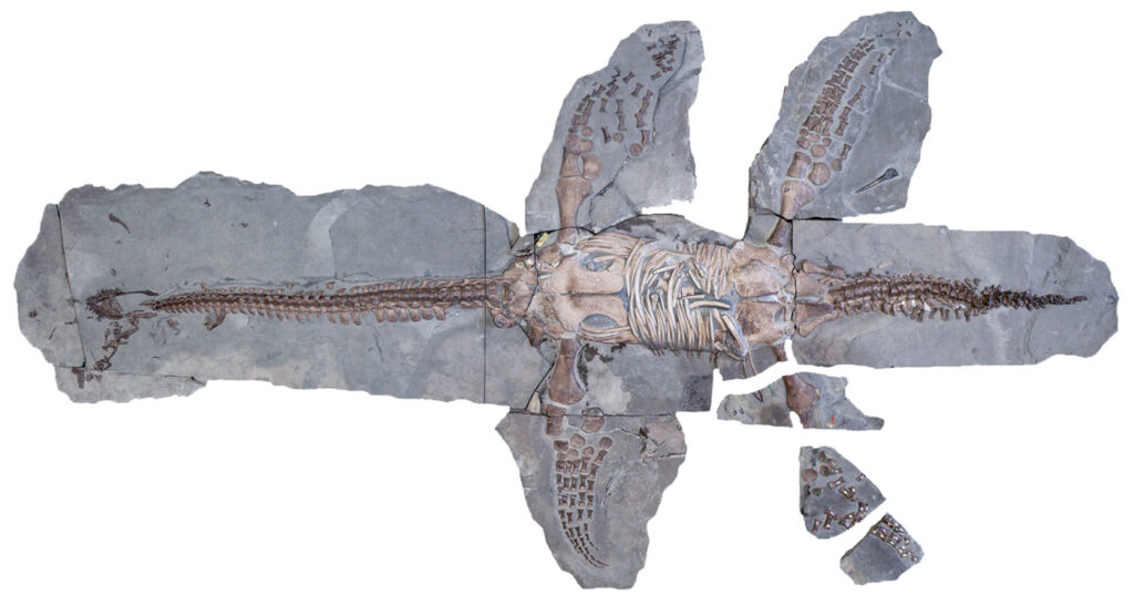 Skelett von Plesiopterys wildi im Urweltmuseum Hauff