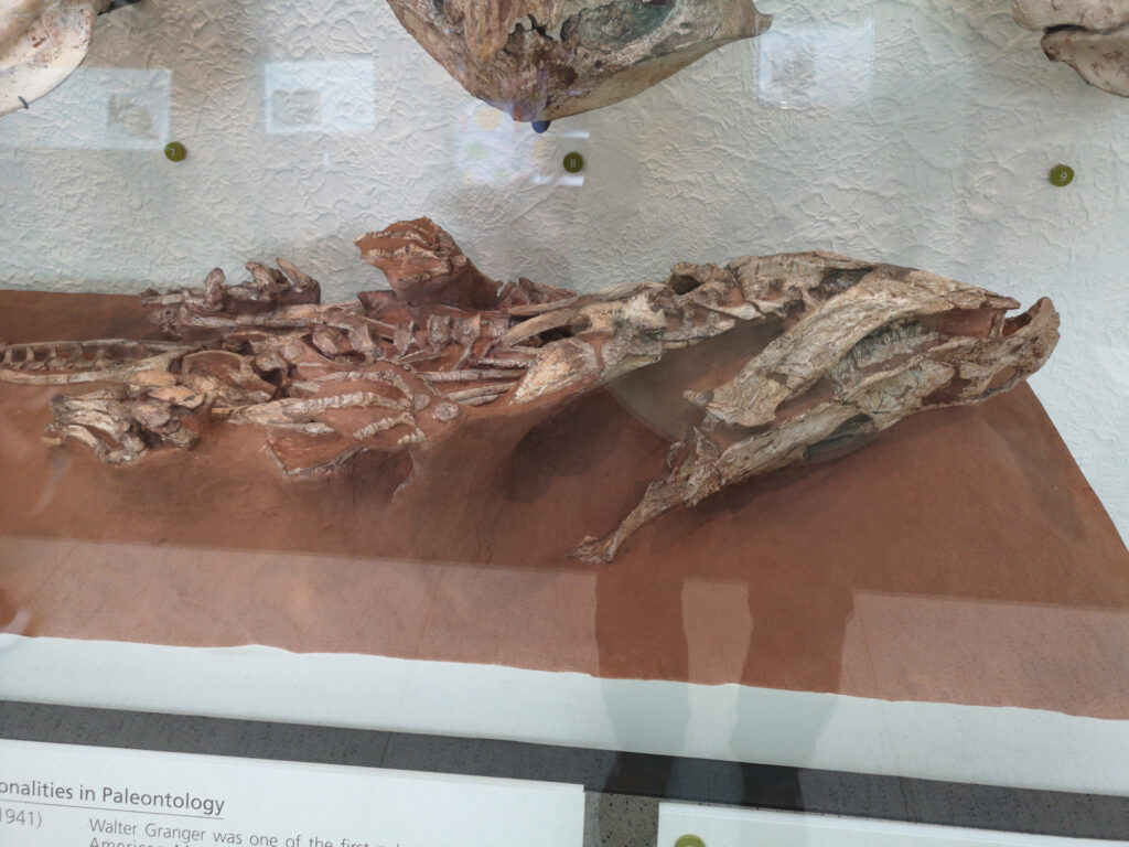 Protoceratops andrewsi at the American Museum of Natural History 24 Protoceratops skeleton on display at the American Museum of Natural History in New York