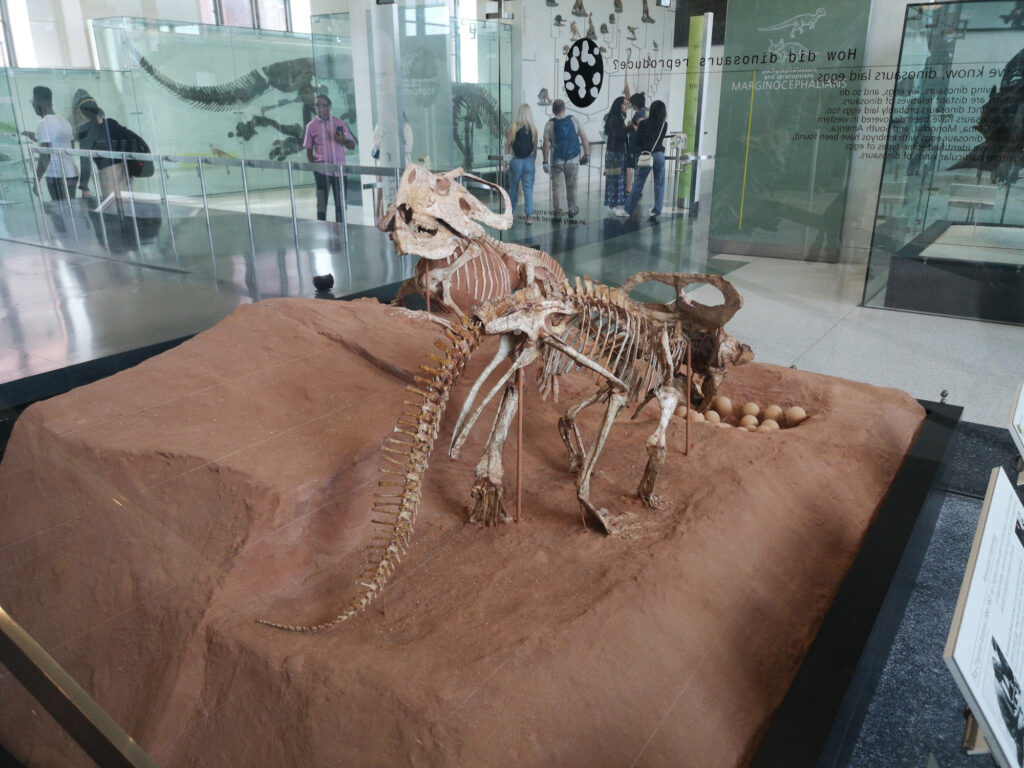 Protoceratops andrewsi at the American Museum of Natural History 15 Protoceratops andrewsi skeletons on display at the American Museum of Natural History in New York