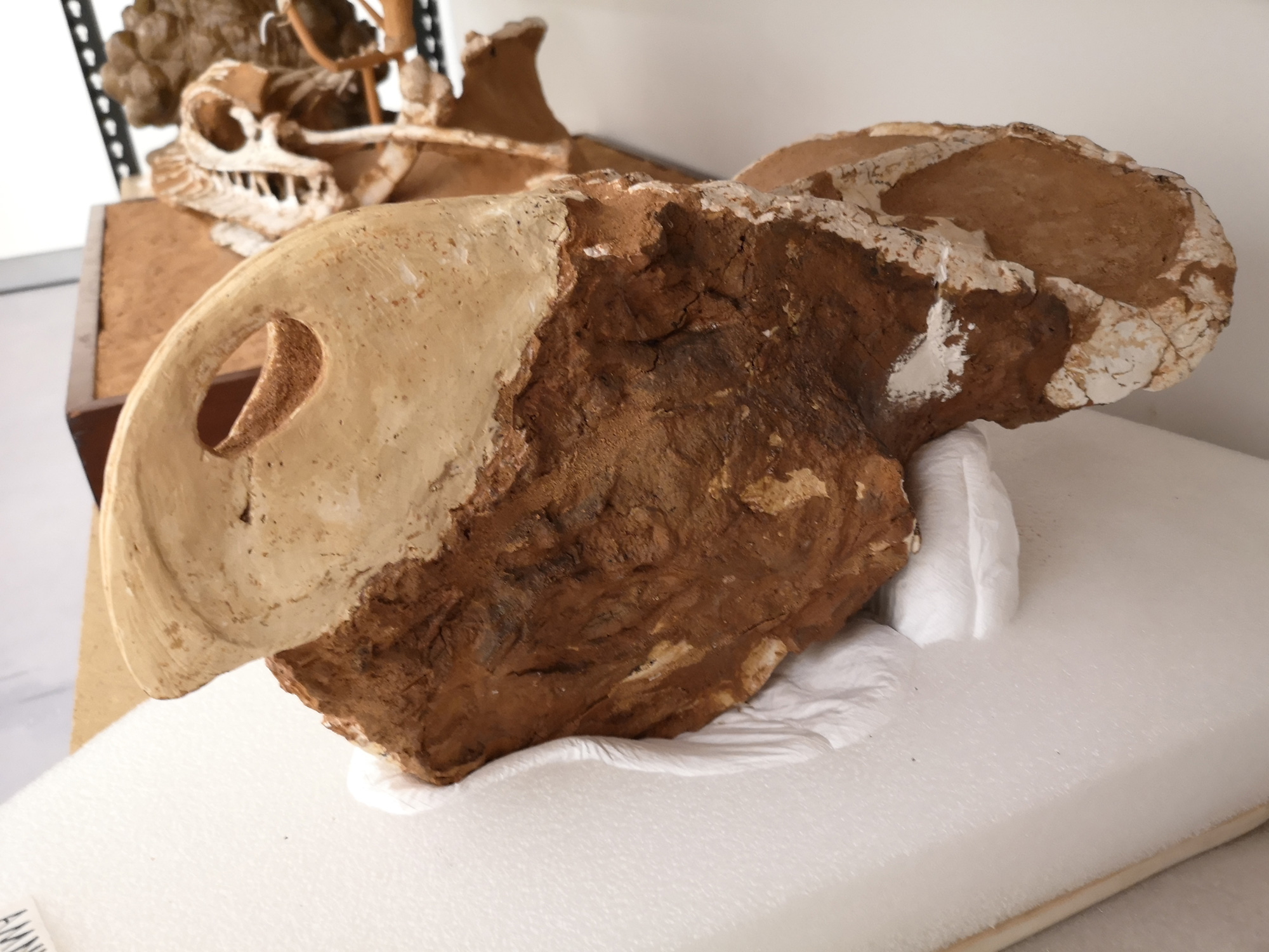 Protoceratops andrewsi at the American Museum of Natural History 25 Protoceratops skull in the collection of the American Museum of Natural History in New York