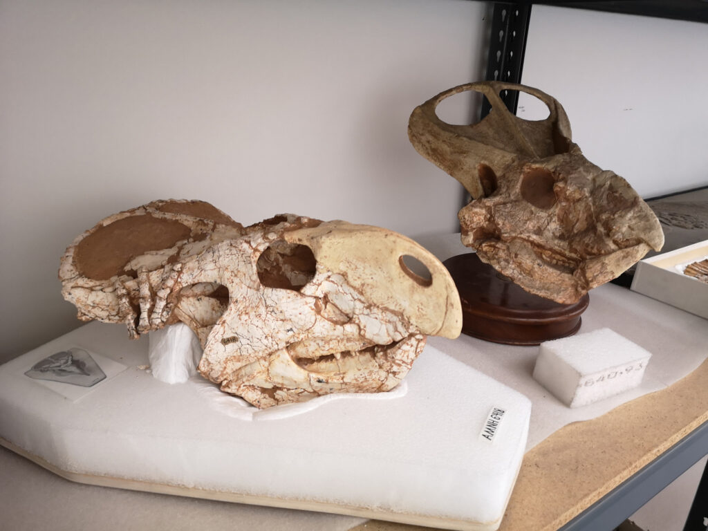 Protoceratops andrewsi at the American Museum of Natural History 26 Protoceratops skull in the collection of the American Museum of Natural History in New York
