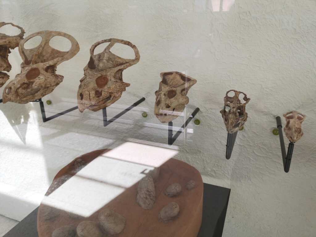 Protoceratops andrewsi at the American Museum of Natural History 17 Protoceratops skulls on display at the American Museum of Natural History in New York