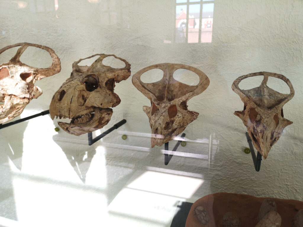 Protoceratops andrewsi at the American Museum of Natural History 18 Protoceratops skulls on display at the American Museum of Natural History in New York