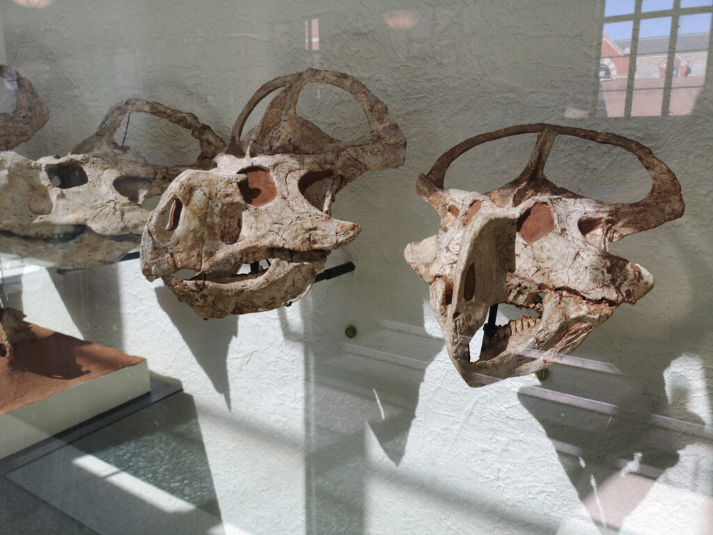Protoceratops andrewsi at the American Museum of Natural History 19 Protoceratops skulls on display at the American Museum of Natural History in New York