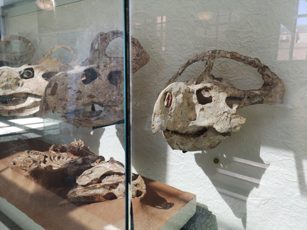 Protoceratops andrewsi at the American Museum of Natural History 20 Protoceratops skulls on display at the American Museum of Natural History in New York