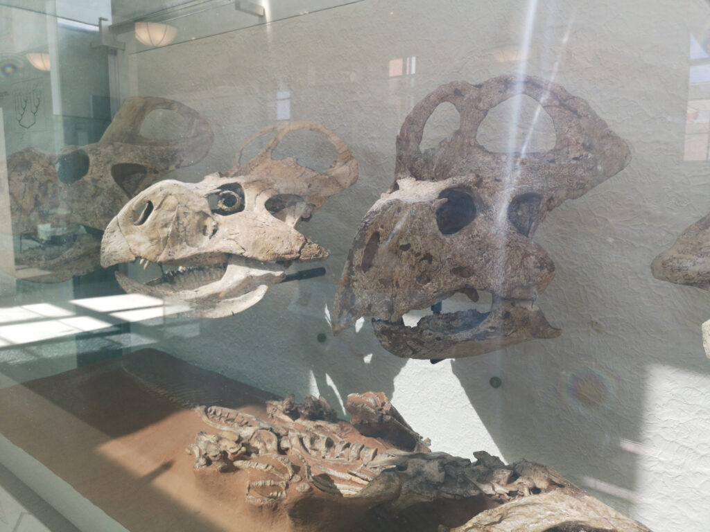 Protoceratops andrewsi at the American Museum of Natural History 21 Protoceratops skulls on display at the American Museum of Natural History in New York