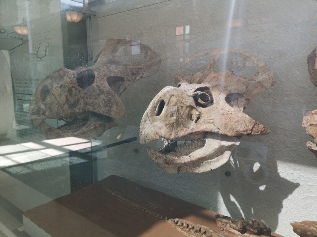 Protoceratops andrewsi at the American Museum of Natural History 22 Protoceratops skulls on display at the American Museum of Natural History in New York