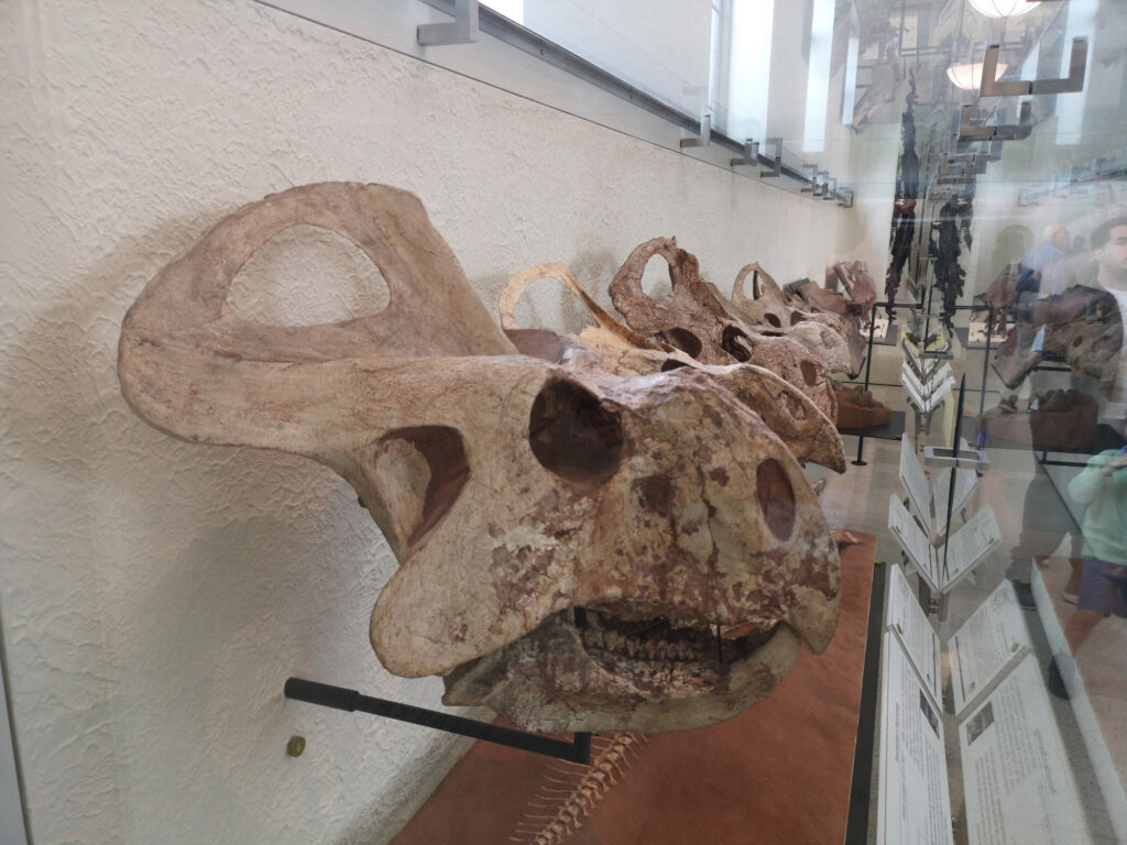 Protoceratops andrewsi at the American Museum of Natural History 23 Protoceratops skull on display at the American Museum of Natural History in New York