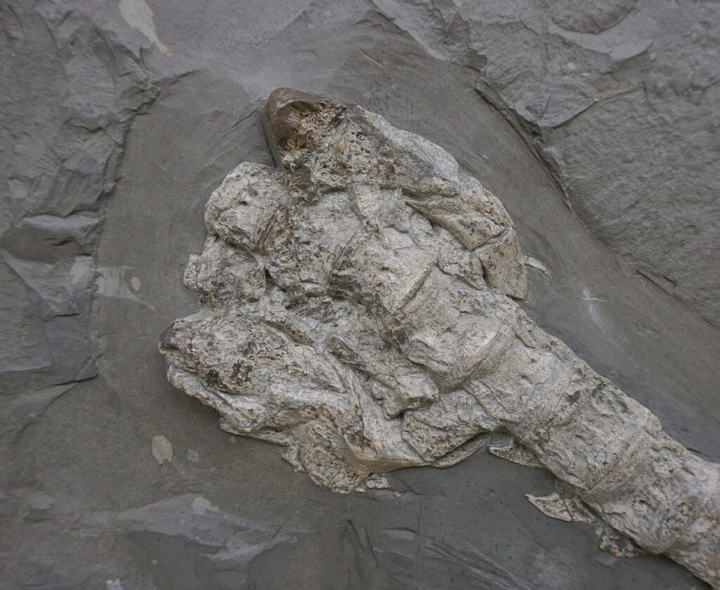 Schädel von Plesionectes longicollum