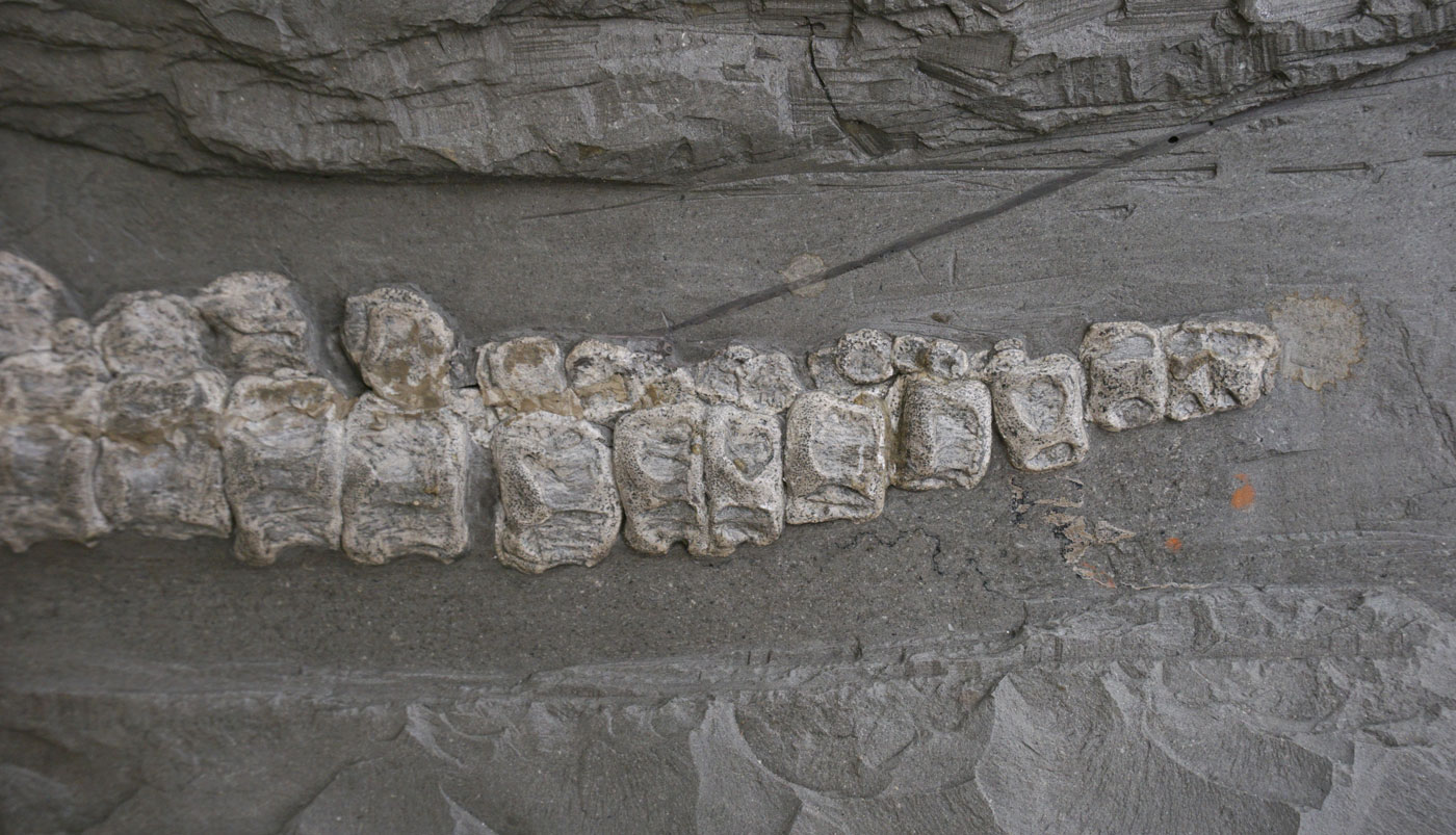 Plesionectes longicullum – a new Posidonia Shale plesiosaur 4 Distal end of the tail of Plesionectes longicollum