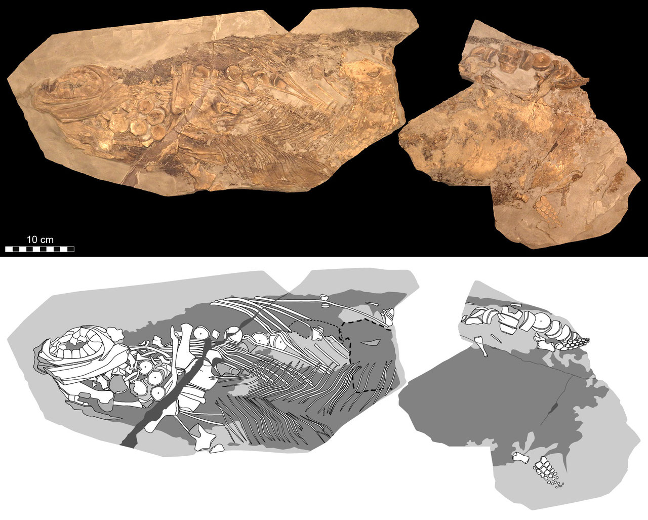 Warm-blooded icthyosaur specimen with blubber and remnants of blood from Holzmaden