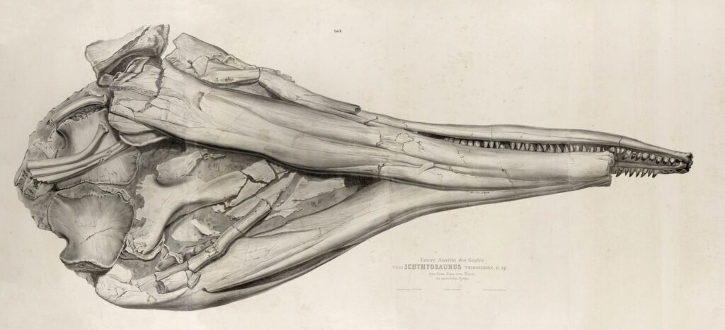 The giant Temnodontosaurus at Kloster Banz 3 Temnodontosaurus trigodon from Banz in ventral view. From Theodori 1854