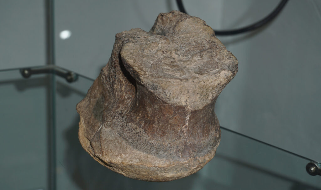 Friedrich von Huene’s Megalosaurid Vertebra from the Lower Jurassic of Northern Germany 1 Theropod vertebra from the Lower Jurassic, Toarcian, of Ahrensburg near Hamburg at the Eiszeitmuseum Lütjenburg