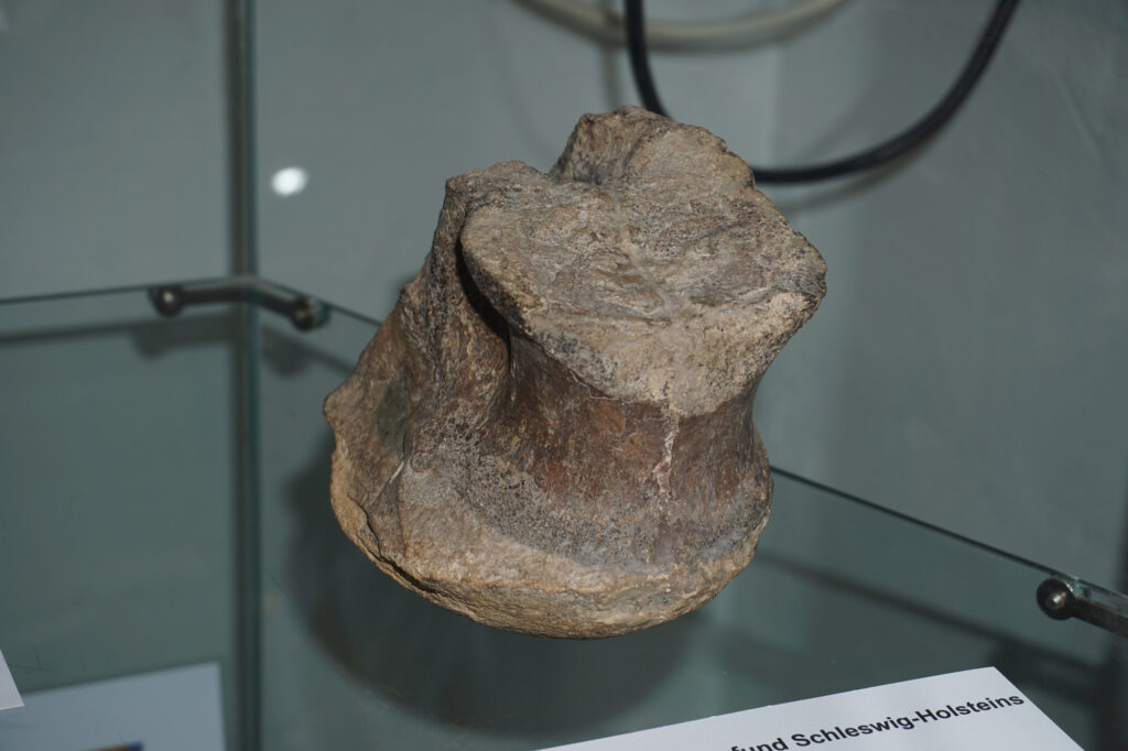 Megalosaurid vertebra Ahrensburg preview