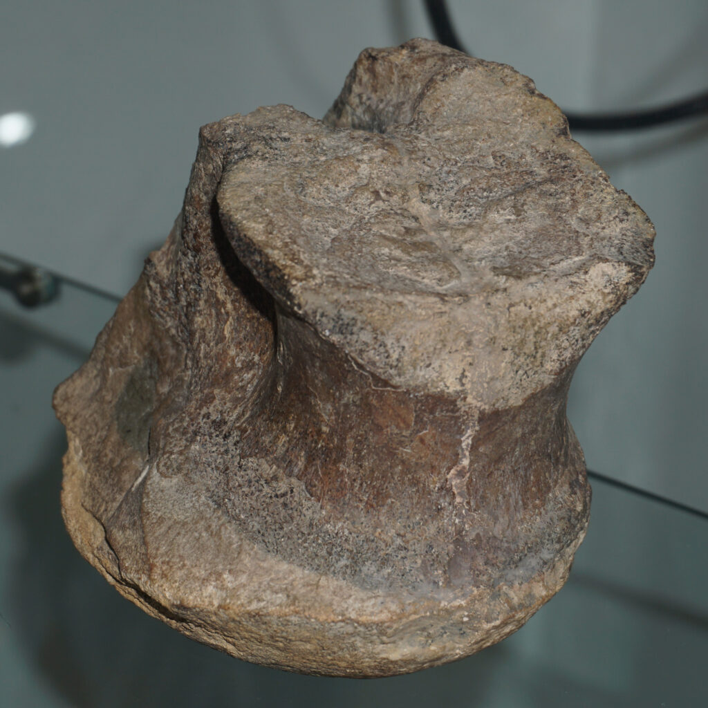 Friedrich von Huene’s Megalosaurid Vertebra from the Lower Jurassic of Northern Germany 3 Theropod vertebra from the Lower Jurassic, Toarcian, of Ahrensburg near Hamburg