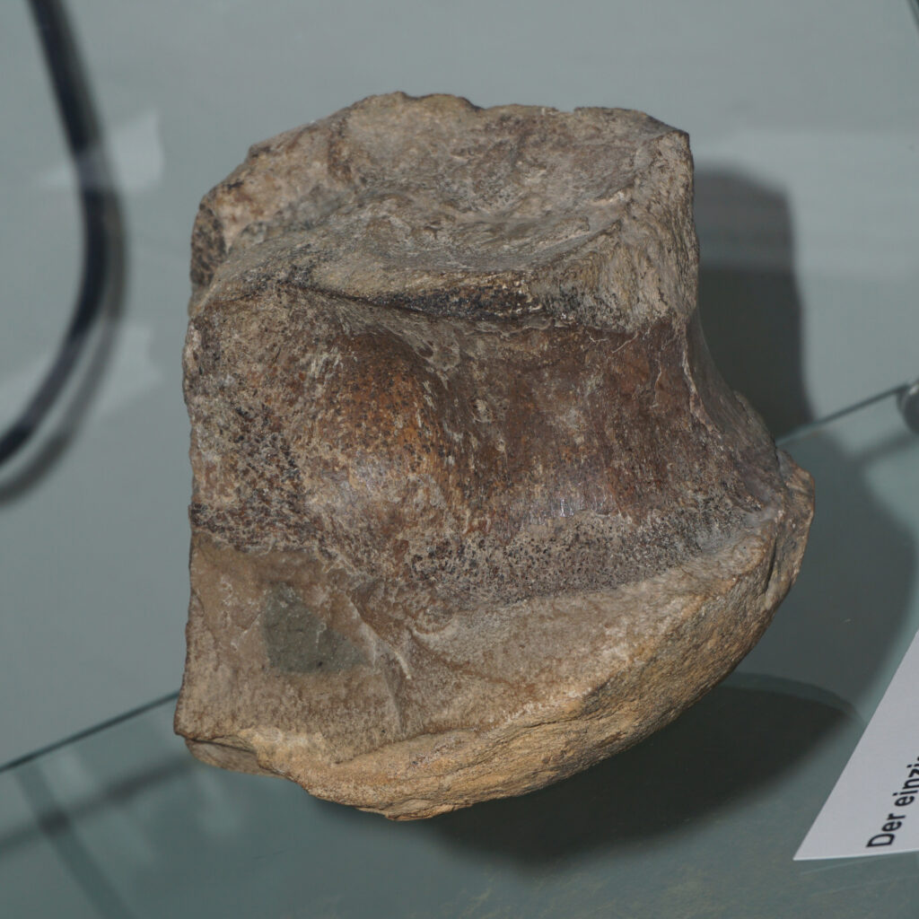 Friedrich von Huene’s Megalosaurid Vertebra from the Lower Jurassic of Northern Germany 2 Theropod vertebra from the Lower Jurassic, Toarcian, of Ahrensburg near Hamburg