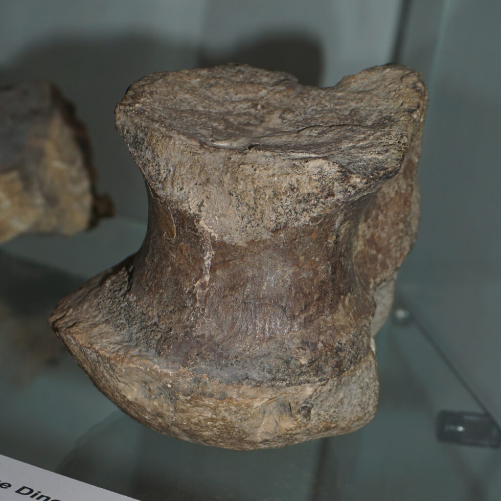 Friedrich von Huene’s Megalosaurid Vertebra from the Lower Jurassic of Northern Germany 5 Theropod vertebra from the Lower Jurassic, Toarcian, of Ahrensburg near Hamburg
