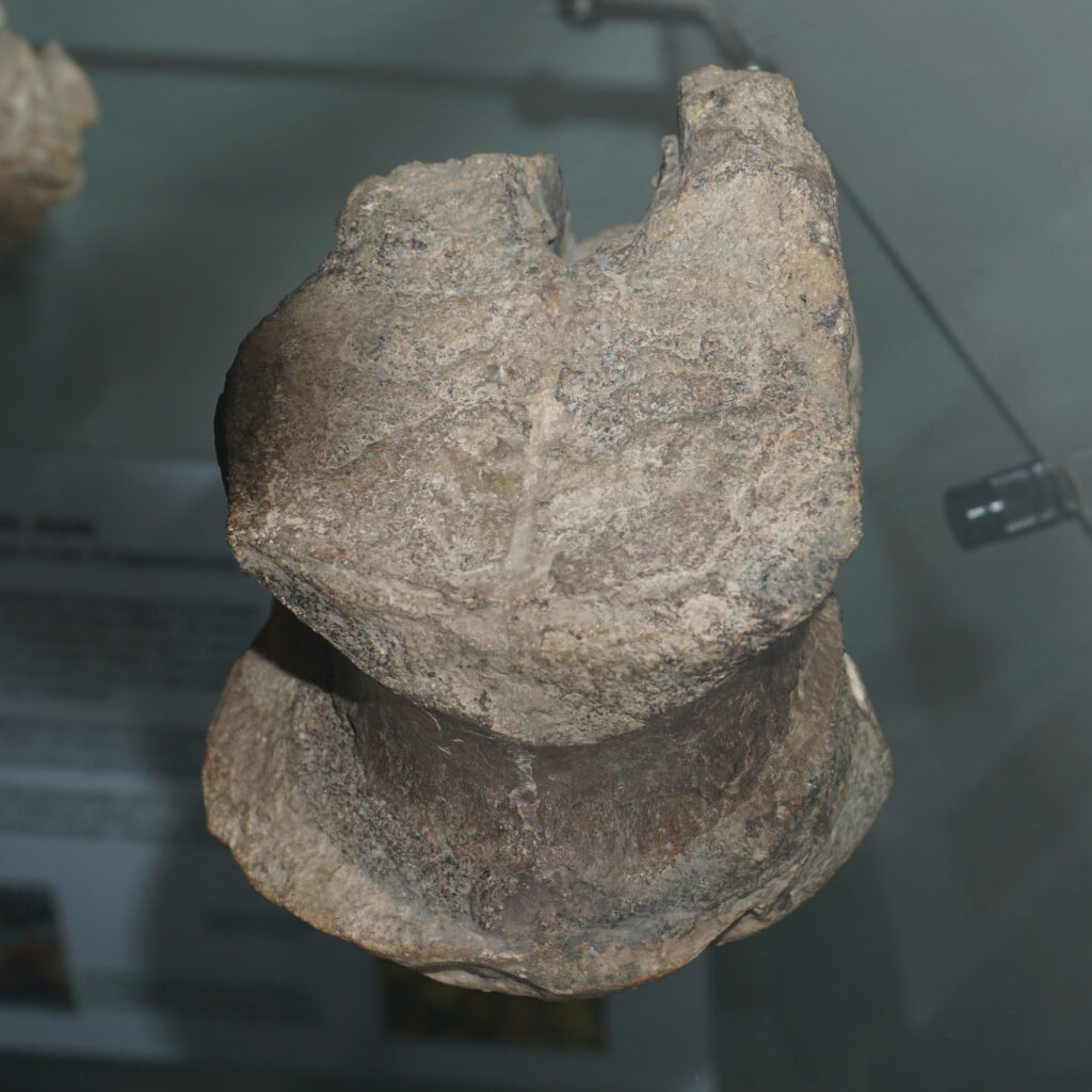 Friedrich von Huene’s Megalosaurid Vertebra from the Lower Jurassic of Northern Germany 4 Theropod vertebra from the Lower Jurassic, Toarcian, of Ahrensburg near Hamburg