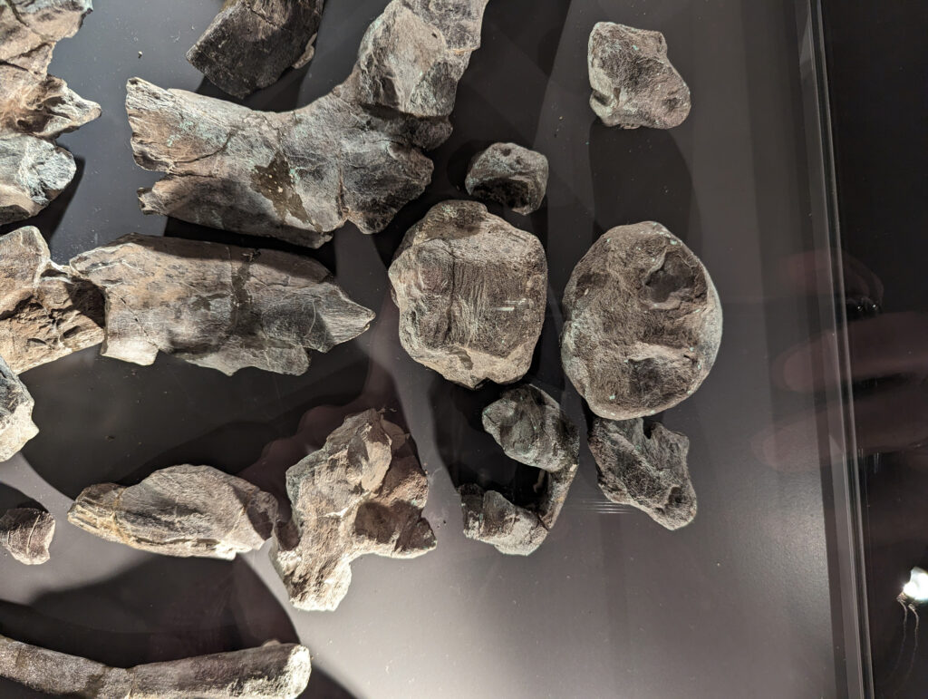 Platypterygius hercynicus – One of the Most Complete Cretaceous Ichthyosaurs 6 Platypterygius hercynicus braincase elements on display at Schloss Salder in Salzgitter, Germany