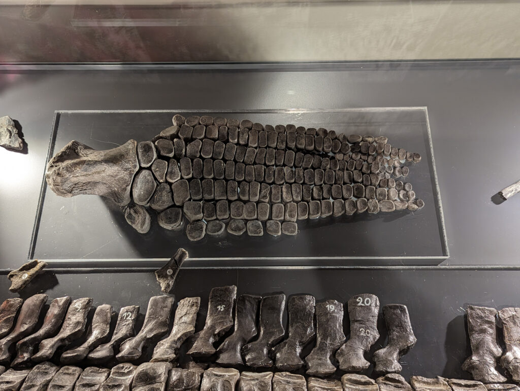 Platypterygius hercynicus – One of the Most Complete Cretaceous Ichthyosaurs 8 Platypterygius hercynicus front limb (pectoral flipper) on display at Schloss Salder in Salzgitter, Germany