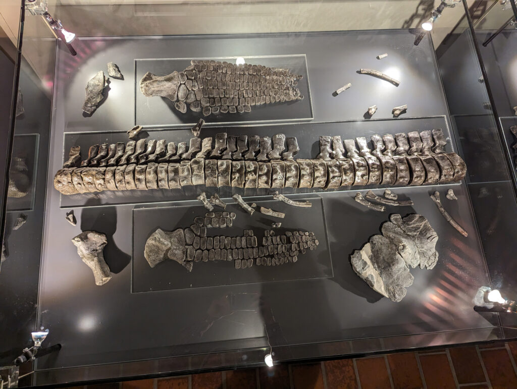 Platypterygius hercynicus – One of the Most Complete Cretaceous Ichthyosaurs 7 Platypterygius hercynicus vertebrae on display at Schloss Salder in Salzgitter, Germany