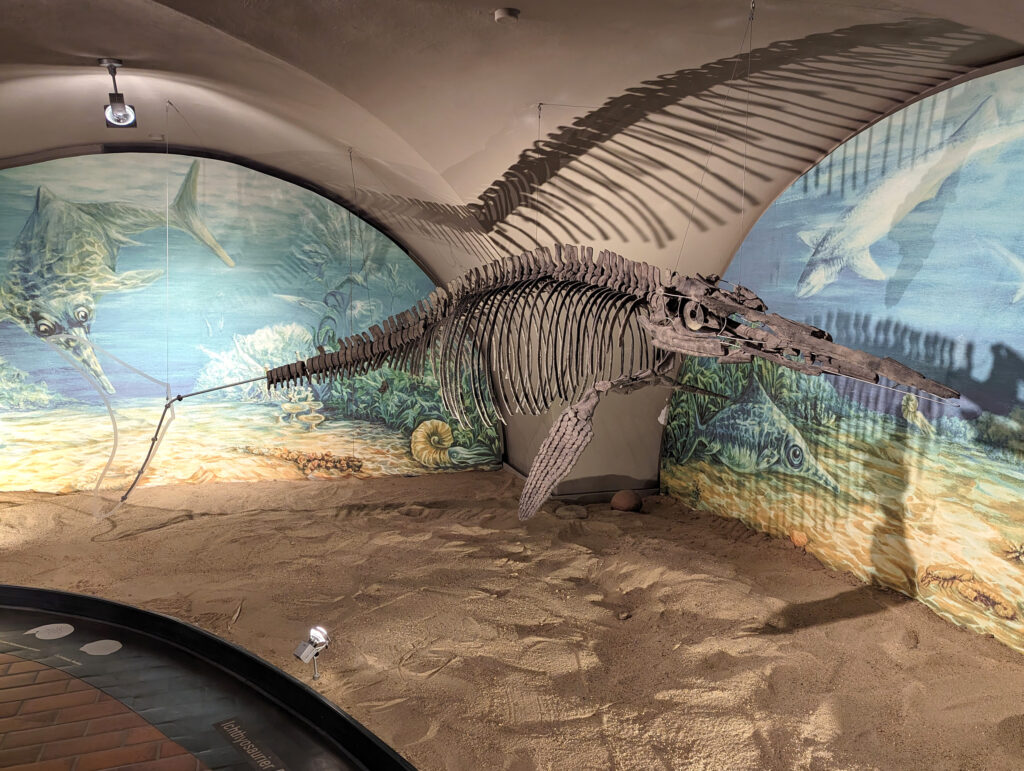 Platypterygius hercynicus – One of the Most Complete Cretaceous Ichthyosaurs 1 Platypterygius hercynicus skeleton on display at Schloss Salder in Salzgitter, Germany