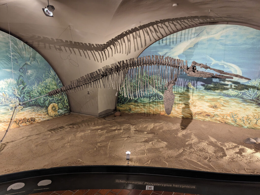 Platypterygius hercynicus – One of the Most Complete Cretaceous Ichthyosaurs 3 Platypterygius hercynicus skeleton on display at Schloss Salder in Salzgitter, Germany