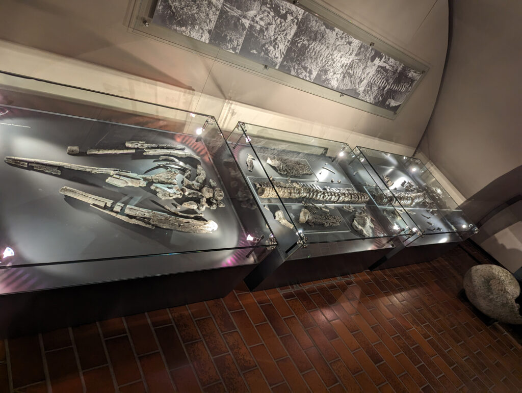 Platypterygius hercynicus – One of the Most Complete Cretaceous Ichthyosaurs 2 Platypterygius hercynicus original skeleton on display at Schloss Salder in Salzgitter, Germany