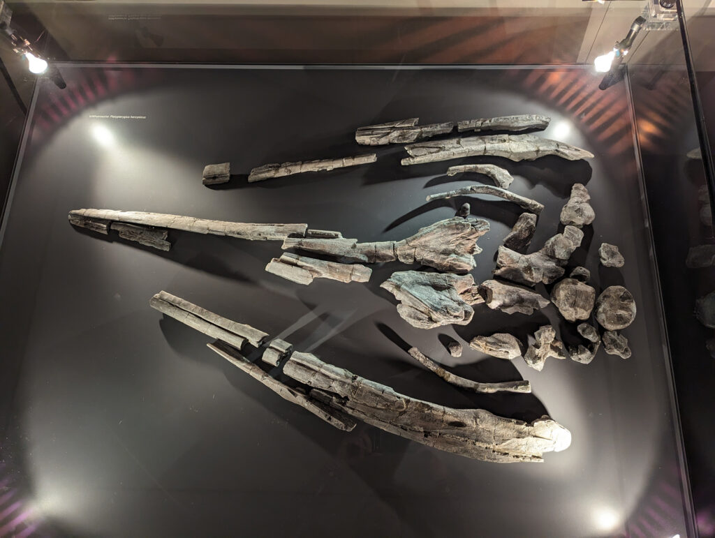 Platypterygius hercynicus – One of the Most Complete Cretaceous Ichthyosaurs 4 Platypterygius hercynicus skull on display at Schloss Salder in Salzgitter, Germany