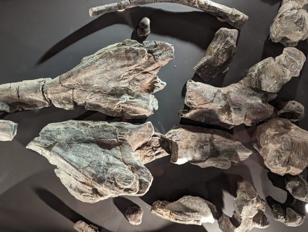 Platypterygius hercynicus – One of the Most Complete Cretaceous Ichthyosaurs 5 Platypterygius hercynicus skull closeup on display at Schloss Salder in Salzgitter, Germany