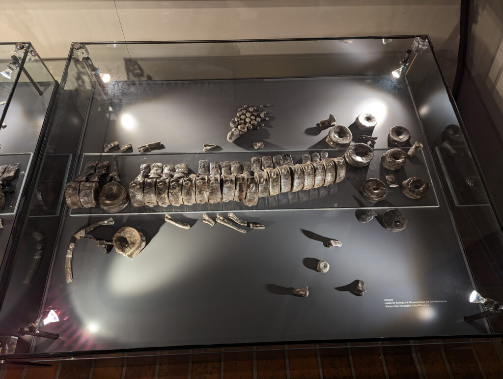 Platypterygius hercynicus – One of the Most Complete Cretaceous Ichthyosaurs 9 Platypterygius hercynicus hind limb (pelvic flipper) and vertebrae on display at Schloss Salder in Salzgitter, Germany