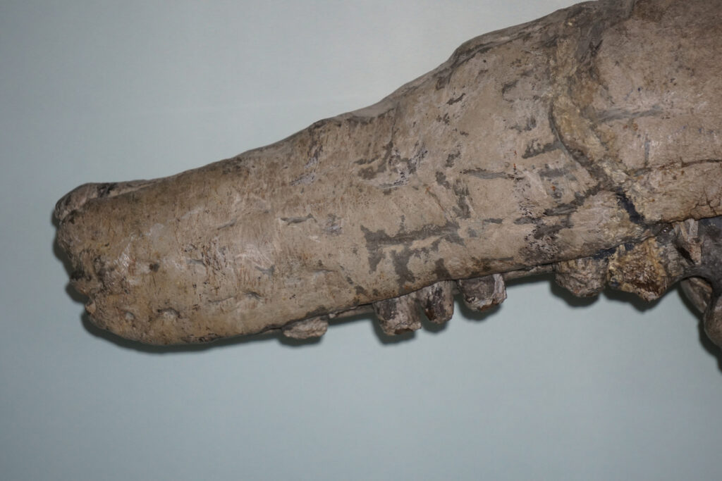 The giant Temnodontosaurus at Kloster Banz 4 Temnodontosaurus trigodon from Banz. Rostrum with teeth in lateral view