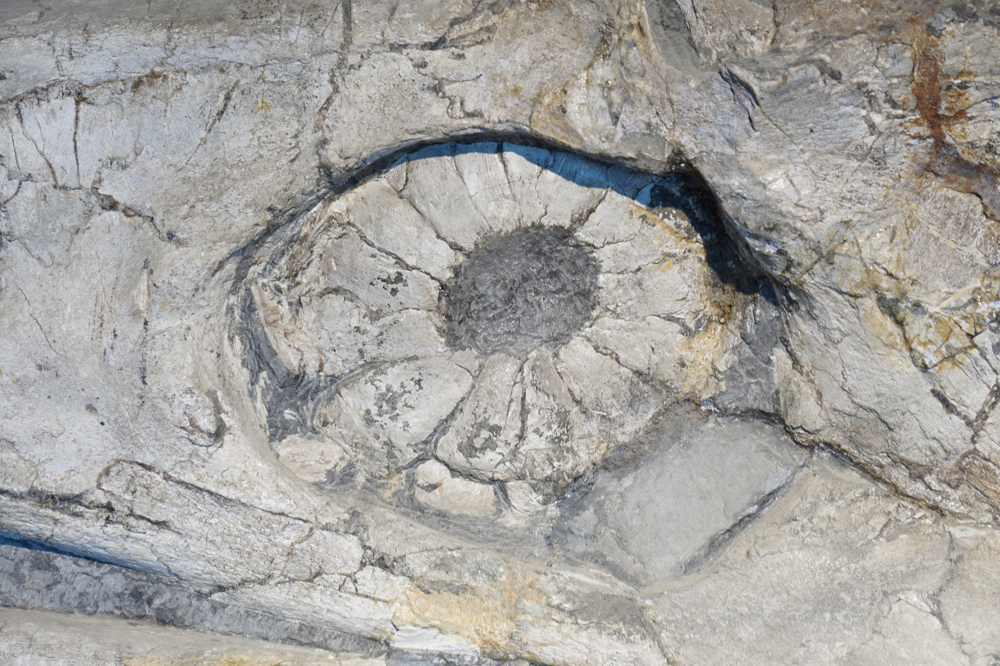 The giant Temnodontosaurus at Kloster Banz 8 Temnodontosaurus trigodon from Banz. Closeup of the scleral ring
