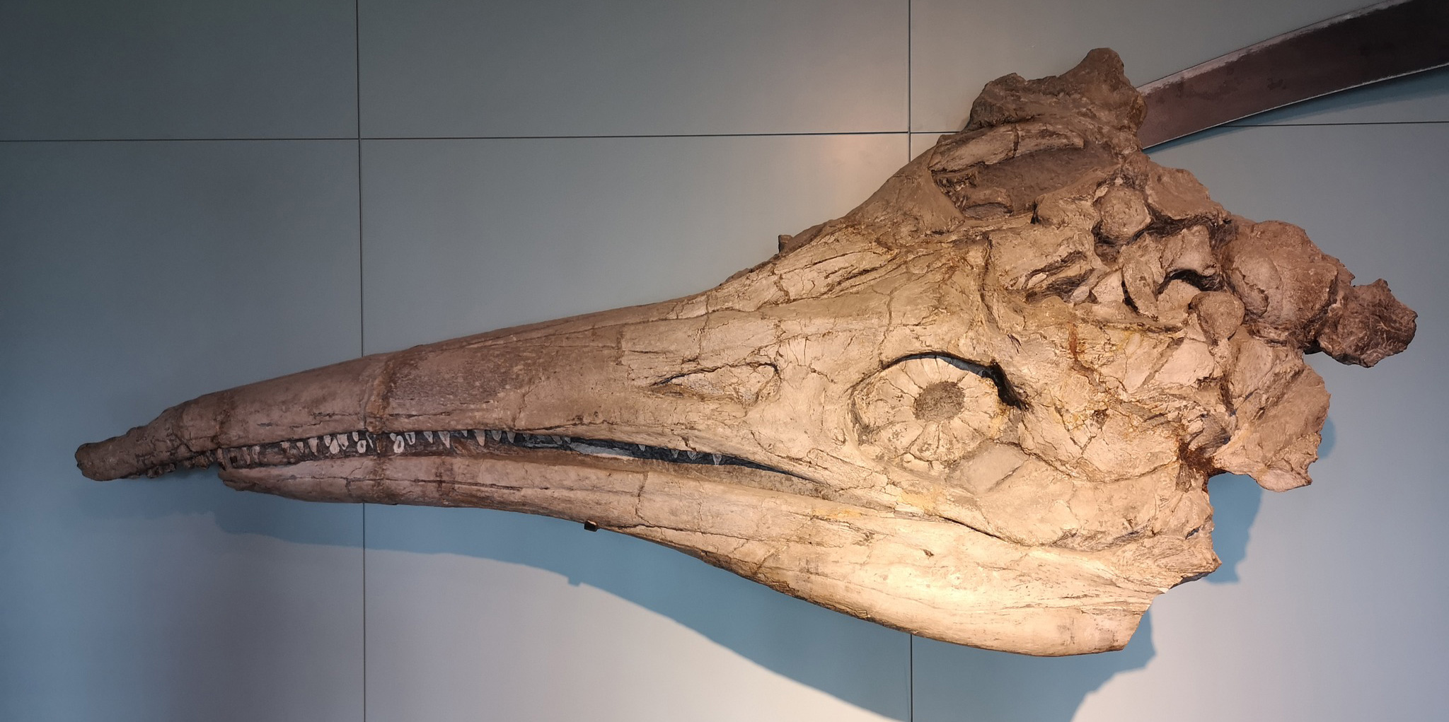 The giant Temnodontosaurus at Kloster Banz 2 Temnodontosaurus trigodon skull on display at Banz, Germany