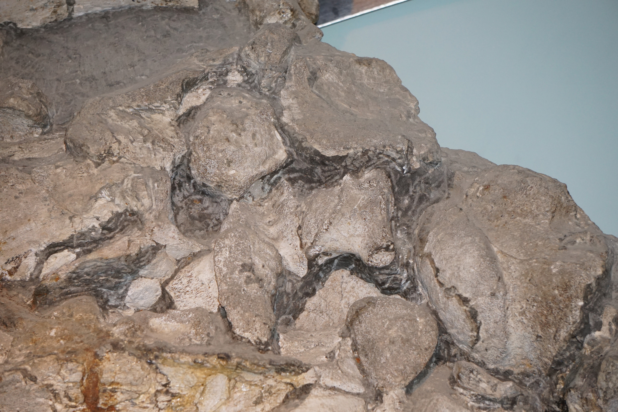 The giant Temnodontosaurus at Kloster Banz 9 Temnodontosaurus trigodon from Banz. Closeup of the braincase