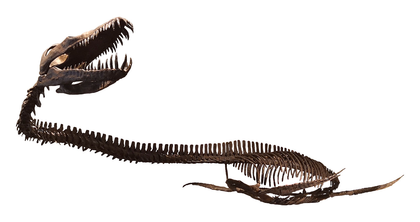 Elasmosaurus platyurus, Model of skeleton, on display at the Canadian Museum of Nature, Ottawa