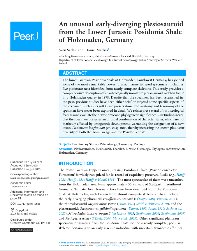 An unusual early-diverging plesiosauroid from the Lower Jurassic Posidonia Shale of Holzmaden, Germany