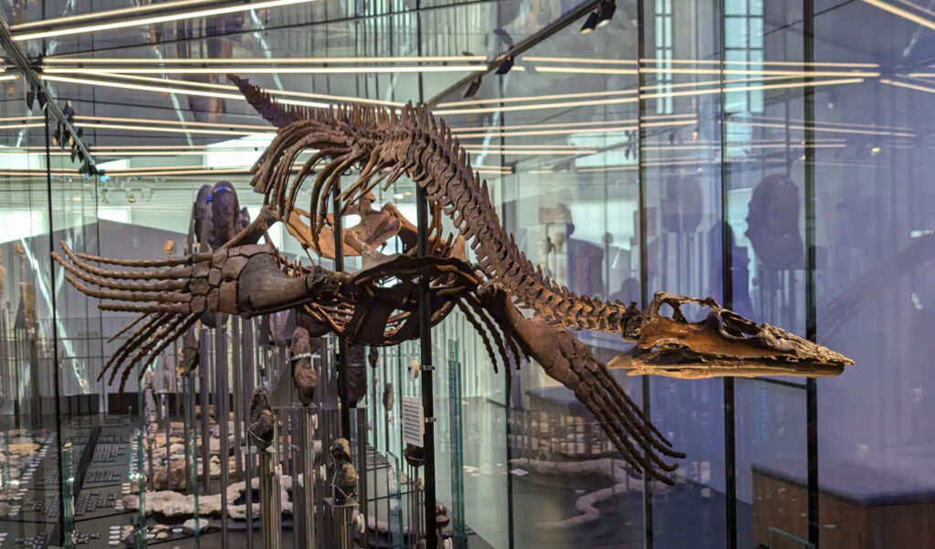 Brancasaurus brancai holotype specimen. Geologisches Museum, Münster in Westfalen