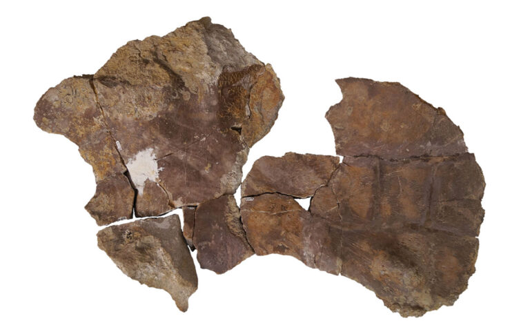 Lorrainosaurus keileni 21 Corcaoid of Lorrainosaurus keileni