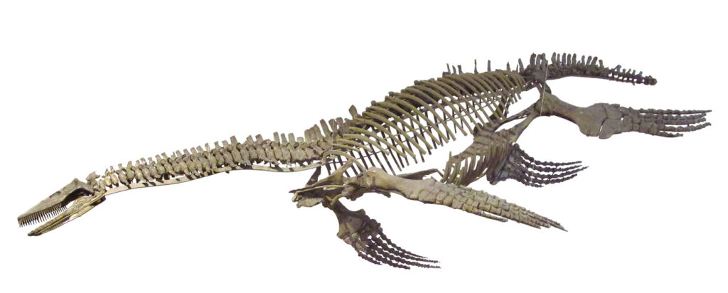 Cryptoclidus eurymerus skeleton. University of Tübingen collection