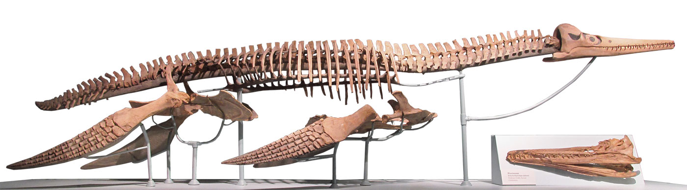 Dolichorhynchops osborni holotype skeleton. Kansas Museum of Natural History, Lawrence.