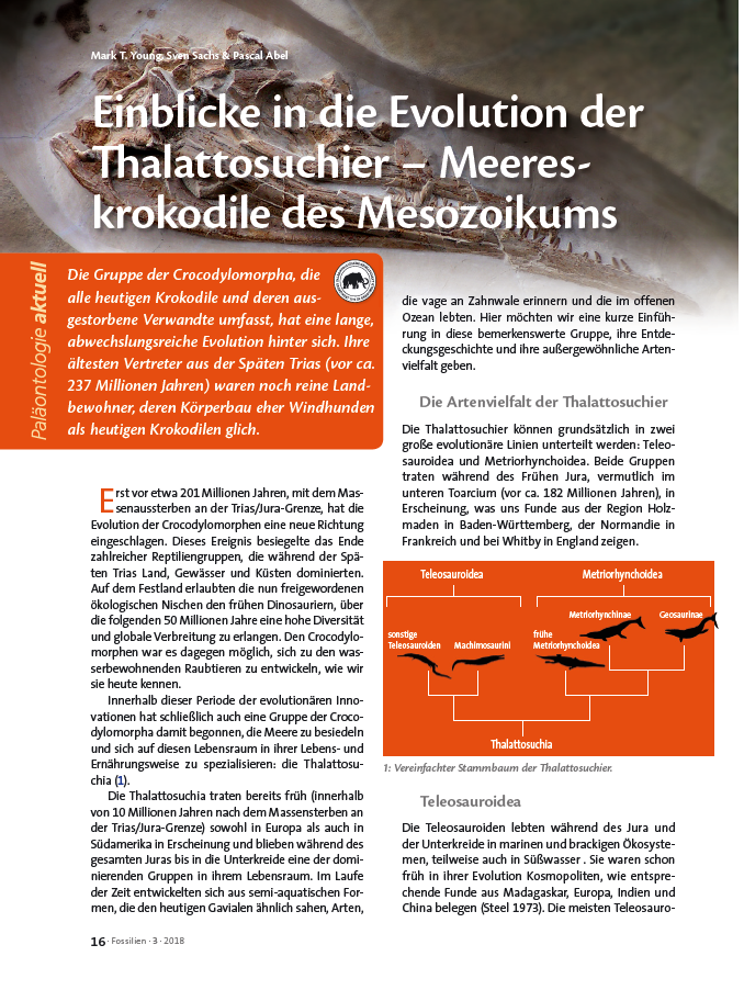 Einblicke in die Evolution der Thalattosuchier – Meereskrokodile des Mesozoikums pdf