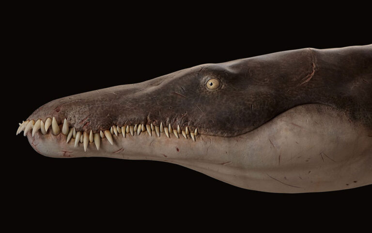 Lorrainosaurus keileni 22 Model of the skull of Lorrainosaurus keileni